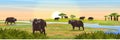 A herd of African black buffalo at the watering near the river. Realistic vector landscape. Nature and animals of Africa